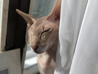 6 v. Karvaton Peter Bald - rotuinen kissa uuteen hyvn kotiin allergian vuoksi