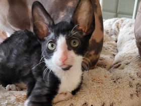 Kissanpennut ( Cornish rex), Kissat, Lemmikkielimet, Nokia, Tori.fi