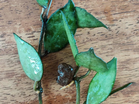 Hoya krohniana 'black leaves', Ruukut, kivet ja koristeet, Piha ja puutarha, Kuopio, Tori.fi