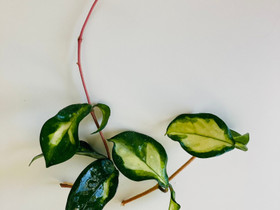Hoya Carnosa Rubra variegata, kaksi pistokasta yhdess., Ruukut, kivet ja koristeet, Piha ja puutarha, Asikkala, Tori.fi