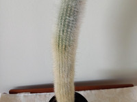 Kaktus, huonekasvi