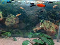 Kala-akvaario