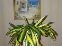 Hoya wayetii 'Tricolor' (Variegata), 4 kasvia