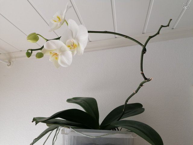 Valkoinen orkidea, kuva 1
