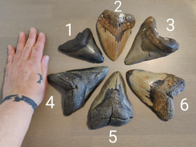 Suuria jättihai megalodonin hammasfossiileja, Muu keräily, Keräily, Imatra, Tori.fi
