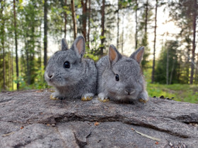 Hermeliini poikasia, Muut eläimet, Lemmikkieläimet, Nurmijärvi, Tori.fi