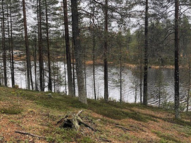 Tontteja kauniin Joutsenlammen rannalla Sallassa, Tontit, Salla, Tori.fi Tontteja kauniin Joutsenlammen rannalla Sallassa, Tontit, Salla, Tori.fi