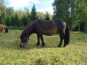 Poniruuna 108cm, Hevoset ja ponit, Hevoset ja hevosurheilu, Muurame, Tori.fi