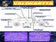 Honda Odyssey (G1) Sistilan LED -sarja ;x17