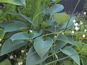 Hosta Tardiana ,'Halcyon' / Tarhakuunlilja / Blåfu, Kasvit ja siemenet, Piha ja puutarha, Kauniainen, Tori.fi Hosta Tardiana ,'Halcyon' / Tarhakuunlilja / Blåfu, Kasvit ja siemenet, Piha ja puutarha, Kauniainen, Tori.fi