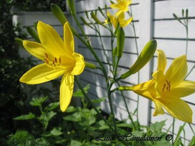 Hemerocallis /Keltapäivänlilja / Klargul daglilja, Kasvit ja siemenet, Piha ja puutarha, Kauniainen, Tori.fi Hemerocallis /Keltapäivänlilja / Klargul daglilja, Kasvit ja siemenet, Piha ja puutarha, Kauniainen, Tori.fi