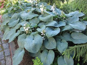 Hosta sieboldiana, ‘Elegans’/ Komeakuunlilja / Dag, Kasvit ja siemenet, Piha ja puutarha, Kauniainen, Tori.fi Hosta sieboldiana, ‘Elegans’/ Komeakuunlilja / Dag, Kasvit ja siemenet, Piha ja puutarha, Kauniainen, Tori.fi