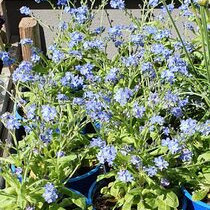 Myosotis scorpioides/ Luhtalemmikki / Äkta förgätm, Ruukut, kivet ja koristeet, Piha ja puutarha, Kauniainen, Tori.fi Myosotis scorpioides/ Luhtalemmikki / Äkta förgätm, Ruukut, kivet ja koristeet, Piha ja puutarha, Kauniainen, Tori.fi