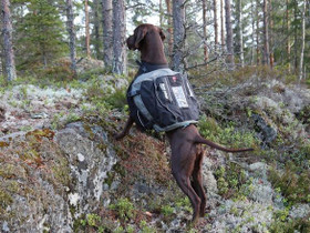 Koiranreppu Non-stop Amundsen L-koko, Palvelut, Kuhmoinen, Tori.fi Koiranreppu Non-stop Amundsen L-koko, Palvelut, Kuhmoinen, Tori.fi