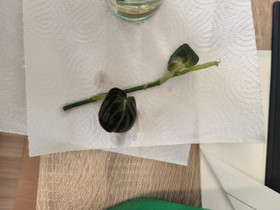 Philodendron melanochrysum, Kasvit ja siemenet, Piha ja puutarha, Oulu, Tori.fi