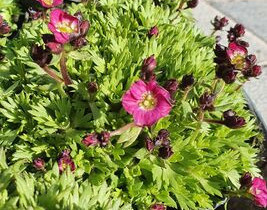 Saxifraga Arendsii 'Purpurteppich'/ Patjarikko / R, Kasvit ja siemenet, Piha ja puutarha, Kauniainen, Tori.fi Saxifraga Arendsii 'Purpurteppich'/ Patjarikko / R, Kasvit ja siemenet, Piha ja puutarha, Kauniainen, Tori.fi