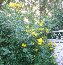 Rudbeckia laciniata / Kultapallo / Höstrudbeckia, Kasvit ja siemenet, Piha ja puutarha, Kauniainen, Tori.fi Rudbeckia laciniata / Kultapallo / Höstrudbeckia, Kasvit ja siemenet, Piha ja puutarha, Kauniainen, Tori.fi