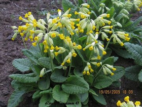 Primula veris/ Kevätesikko/ Gullviva, Kasvit ja siemenet, Piha ja puutarha, Kauniainen, Tori.fi Primula veris/ Kevätesikko/ Gullviva, Kasvit ja siemenet, Piha ja puutarha, Kauniainen, Tori.fi