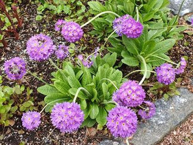 Primula denticulata Palloesikko, Kasvit ja siemenet, Piha ja puutarha, Kauniainen, Tori.fi Primula denticulata Palloesikko, Kasvit ja siemenet, Piha ja puutarha, Kauniainen, Tori.fi
