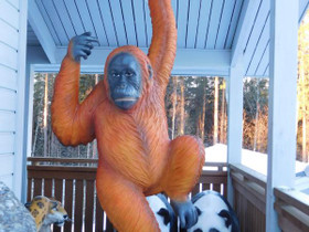 Patsaat: Oranki, aidon kokoinen, korkeus 242 cm, Sisustustavarat, Sisustus ja huonekalut, Salo, Tori.fi Patsaat: Oranki, aidon kokoinen, korkeus 242 cm, Sisustustavarat, Sisustus ja huonekalut, Salo, Tori.fi