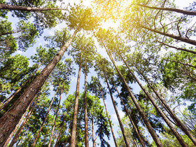 Metsä ja pihasavotat, Palvelut, Joensuu, Tori.fi Metsä ja pihasavotat, Palvelut, Joensuu, Tori.fi