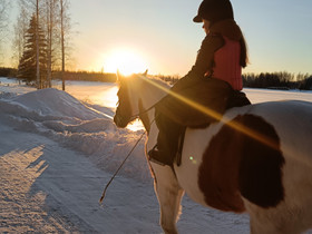 Etsinnss hevonen/poni junnulle , Hevoset ja ponit, Hevoset ja hevosurheilu, Laihia, Tori.fi