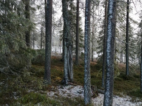 Metsätila, Metsätilat ja maatilat, Urjala, Tori.fi
