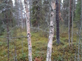 Tarve Koivuranka kuormalle, Muu piha ja puutarha, Piha ja puutarha, Kuusamo, Tori.fi