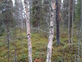 O:Koivurankaa, Muu piha ja puutarha, Piha ja puutarha, Kuusamo, Tori.fi