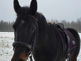 Kiltti Tamma , Hevoset ja ponit, Hevoset ja hevosurheilu, Pertunmaa, Tori.fi
