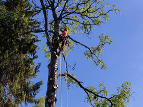 Puunkaadot - Metsänhoitotyöt - Aitaleikkaukset, Palvelut, Tohmajärvi, Tori.fi Puunkaadot - Metsänhoitotyöt - Aitaleikkaukset, Palvelut, Tohmajärvi, Tori.fi