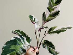 Calathea White Fusion , Kasvit ja siemenet, Piha ja puutarha, Espoo, Tori.fi Calathea White Fusion , Kasvit ja siemenet, Piha ja puutarha, Espoo, Tori.fi