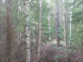 Metsätila Lappeenrannassa, Metsätilat ja maatilat, Lappeenranta, Tori.fi Metsätila Lappeenrannassa, Metsätilat ja maatilat, Lappeenranta, Tori.fi