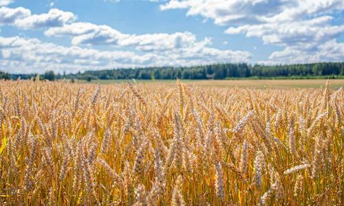 Lantmnnen agro Oulu